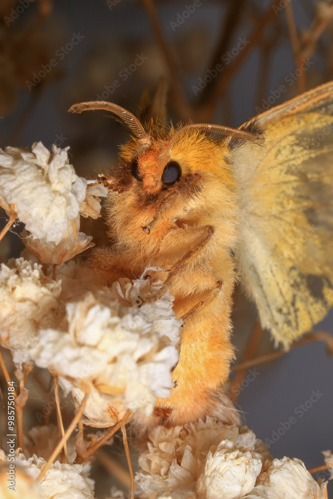 Fototapeta premium Moth, Close up of a moth. Night butterfly 
