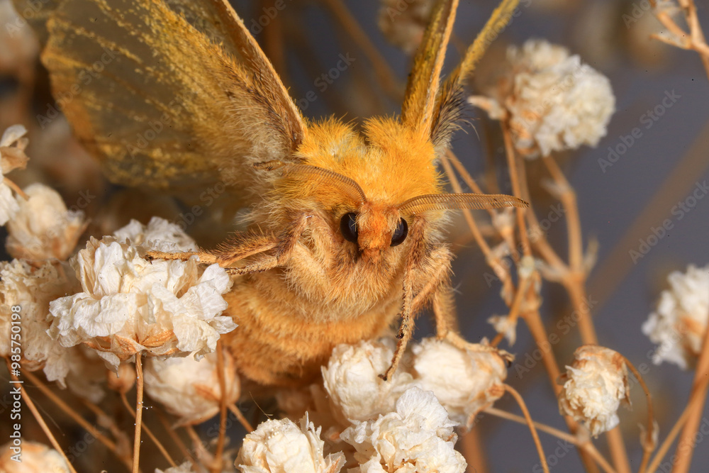 Moth, Close up of a moth. Night butterfly Moth, Close up of a moth. Night butterfly