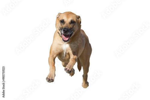 Frontview of a fast running belgian malinois dog on a white background.