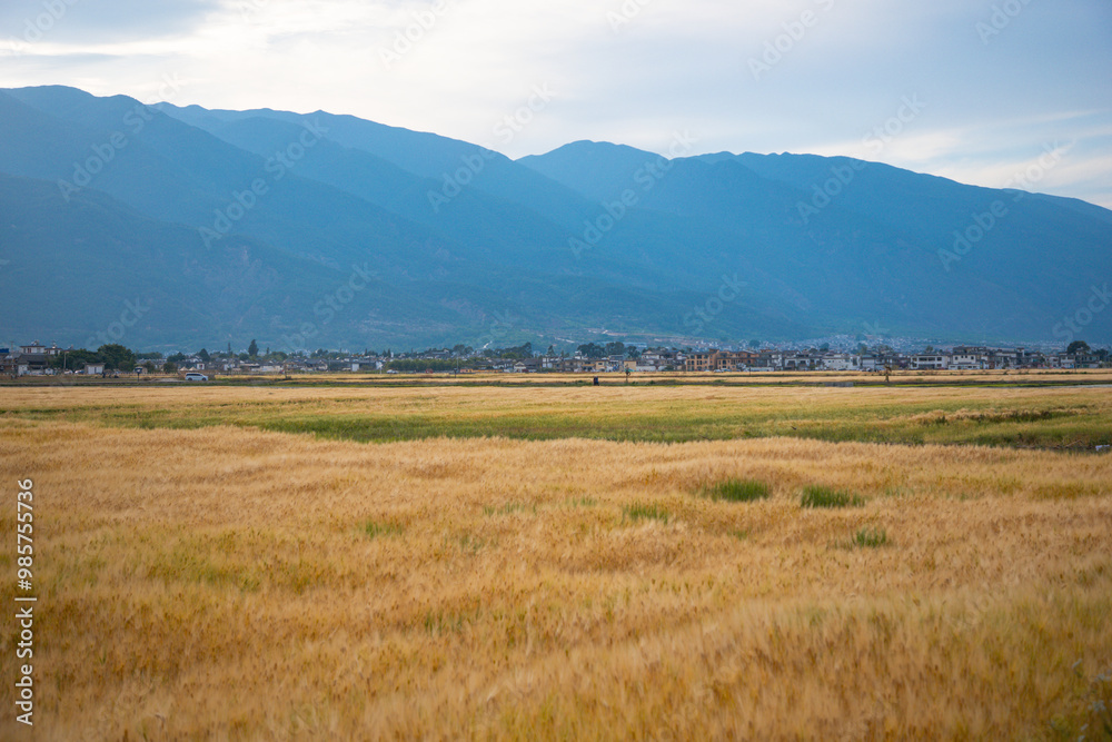 Obraz premium Dali City, Yunnan Province-Golden wheat fields and blue sky