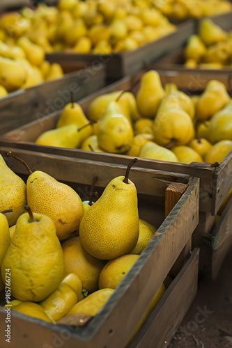 Yellow pears harvested in wooden boxes in a warehouse. Natural organic fruit abundance. Healthy and natural food storing and shipping concept.