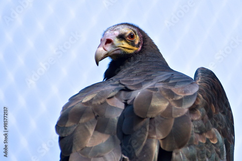 Turkey vulture aka Cathartes aura close-up portrait. Zoo Zlin Lesna in Czech republic. photo