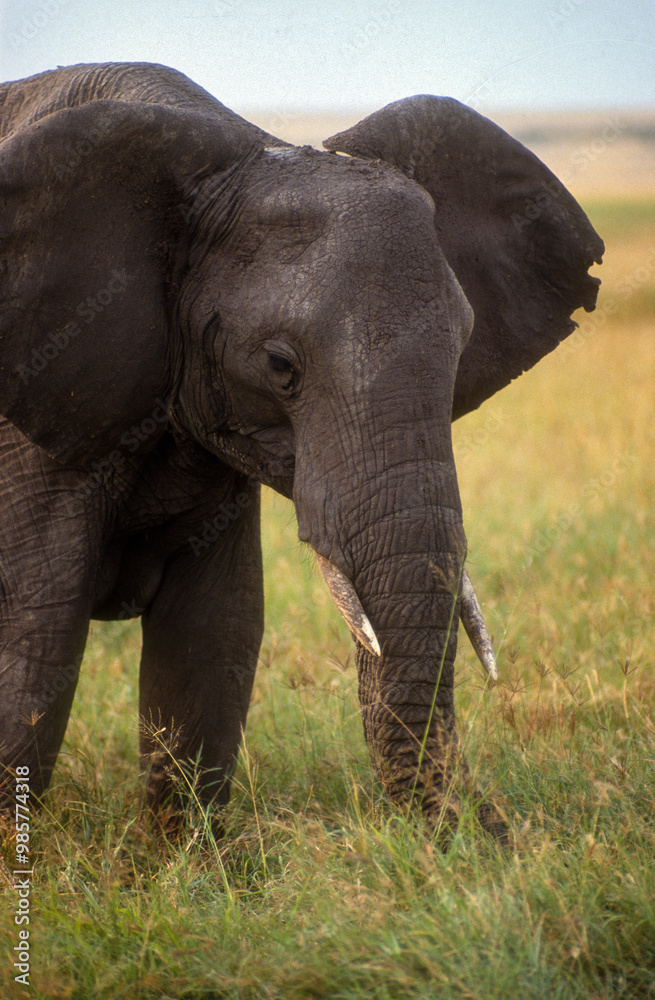 Fototapeta premium Eléphant d'Afrique, Loxodonta africana, Parc national de Masai Mara, Kenya