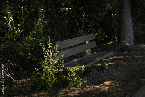 Banco en medio de la naturaleza, con una luz tenue que traspasa los arboles photo