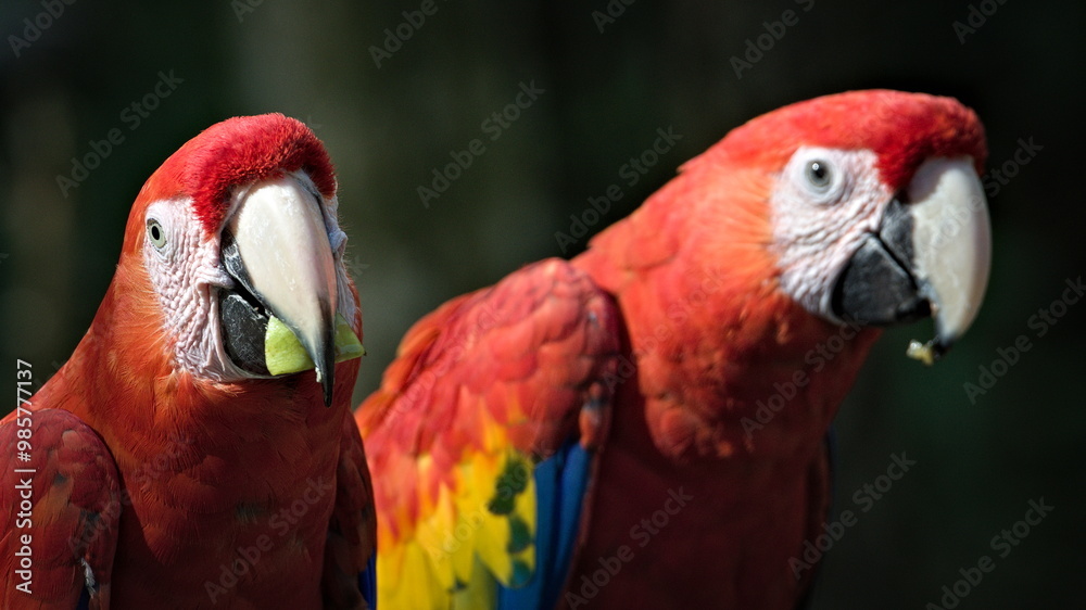 Scarlet macaw aka Ara macao or Ara arakanga with food in the beak. Amazing colorful parrot in ZOO Lesna in Czech republic. Exotic bird native to rainforests of the Americas. Scarlet macaw aka Ara macao or Ara arakanga with food in the beak. Amazing colorful parrot in ZOO Lesna in Czech republic. Exotic bird native to rainforests of the Americas.