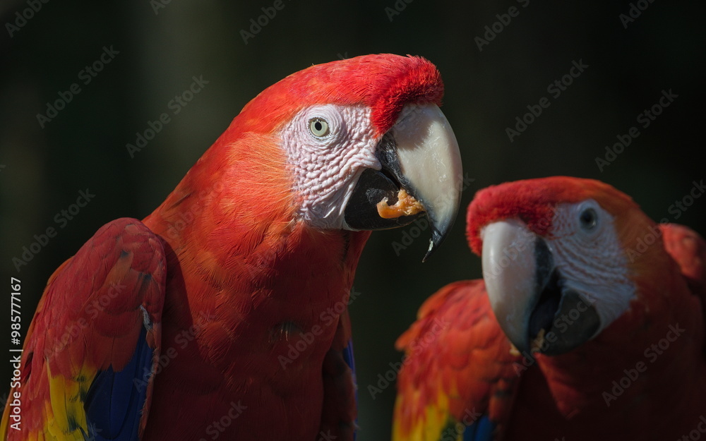 Scarlet macaw aka Ara macao or Ara arakanga with food in the beak. Amazing colorful parrot in ZOO Lesna in Czech republic. Exotic bird native to rainforests of the Americas. Scarlet macaw aka Ara macao or Ara arakanga with food in the beak. Amazing colorful parrot in ZOO Lesna in Czech republic. Exotic bird native to rainforests of the Americas.