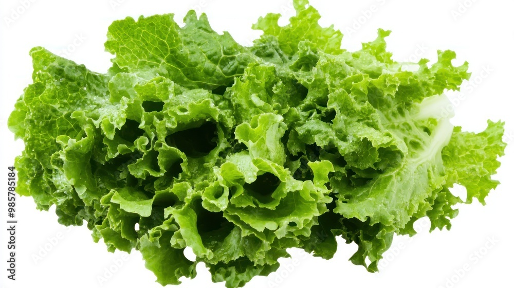 Fresh Green Lettuce Leaves Isolated on White Background Fresh Green Lettuce Leaves Isolated on White Background
