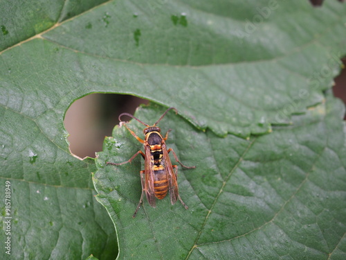 キボシアシナガバチ