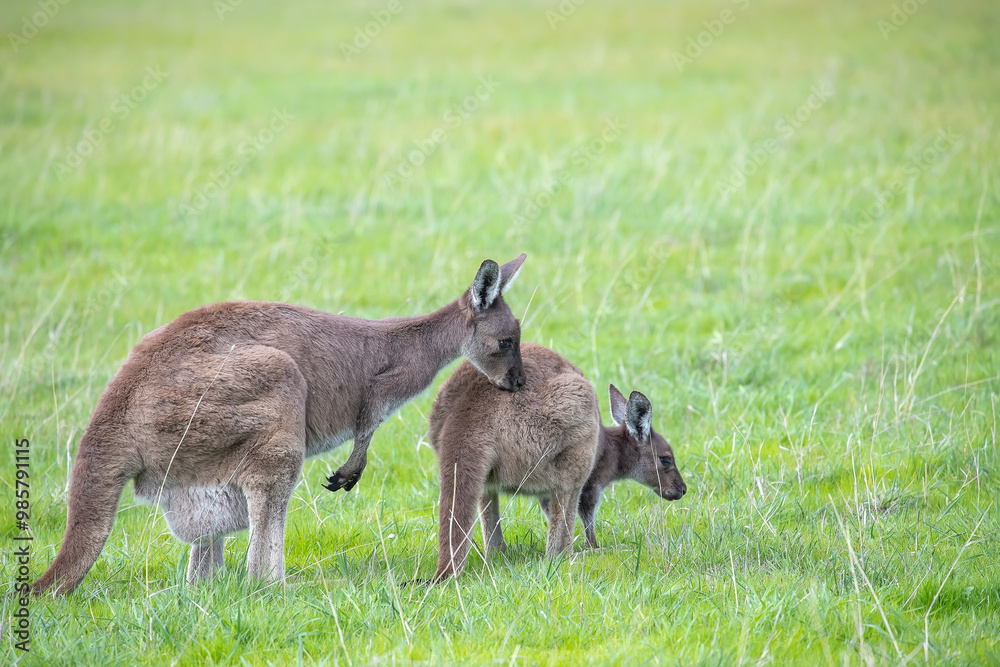 Two cute wallaby kangaroo is grazing on a green meadow in Australia, wildlife and beauty in nature Two cute wallaby kangaroo is grazing on a green meadow in Australia, wildlife and beauty in nature