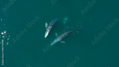 Two gray whales swimming together in the ocean. Mating season