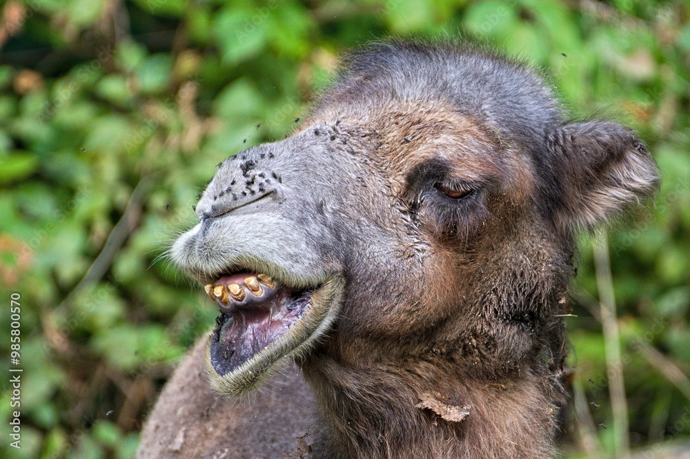Fototapeta premium Close-up portrait of very ugly camel. Funny animal photo. Camelus bactrianus aka Bactrian camel in Zoo Zlin Lesna in Czech republic.