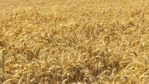 Golden Cereal field with ears of rye, Agriculture farm and farming concept