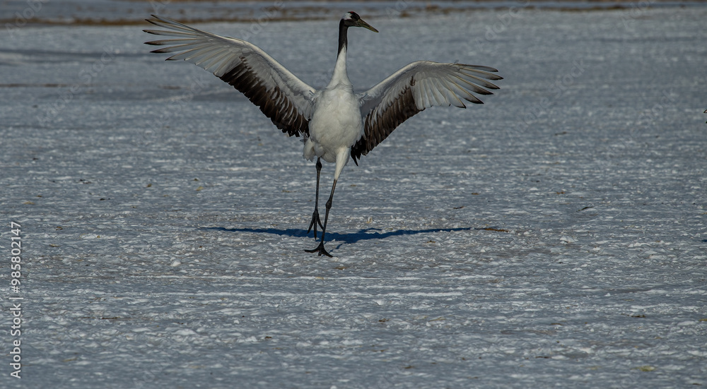 Dancing Cranes. The ritual marriage dance of cranes. The red-crowned crane. Scientific name: Grus japonensis, also called the Japanese crane