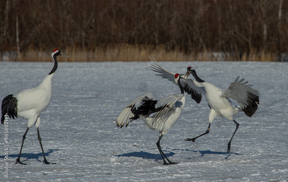 Dancing Cranes. The ritual marriage dance of cranes. The red-crowned crane. Scientific name: Grus japonensis, also called the Japanese crane