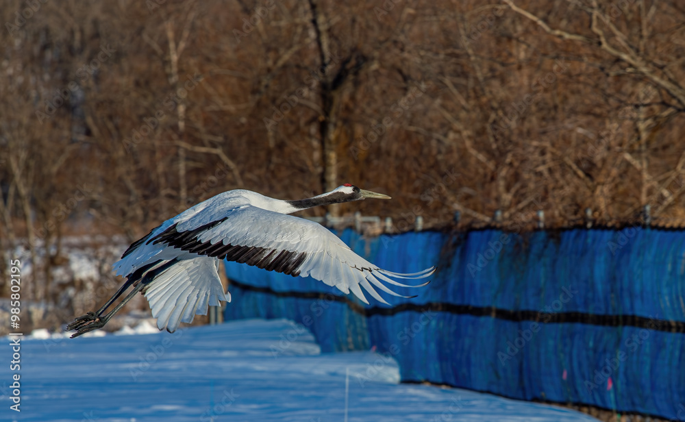 Dancing Cranes. The ritual marriage dance of cranes. The red-crowned crane. Scientific name: Grus japonensis, also called the Japanese crane