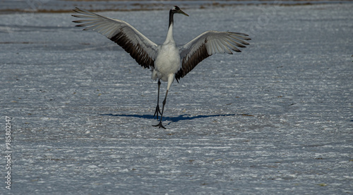 Obraz na płótnie Dancing Cranes. The ritual marriage dance of cranes. The red-crowned crane. Scientific name: Grus japonensis, also called the Japanese crane w salonie