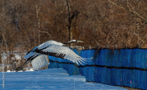 Obraz na płótnie Dancing Cranes. The ritual marriage dance of cranes. The red-crowned crane. Scientific name: Grus japonensis, also called the Japanese crane w salonie