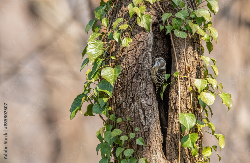 Dendrocopus analis – Freckle-breasted woodpecker