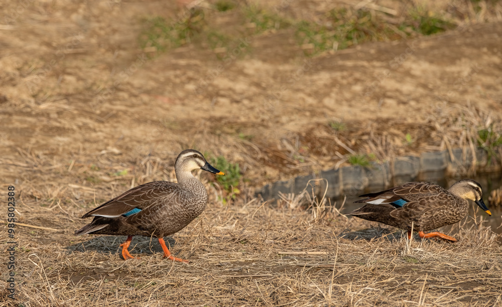 Japanese spotbill duck in dried grass field