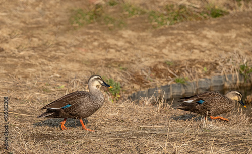 Obraz na płótnie Japanese spotbill duck in dried grass field w salonie