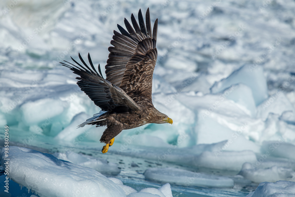 White-tailed Eagle in a snowy environment in Japan