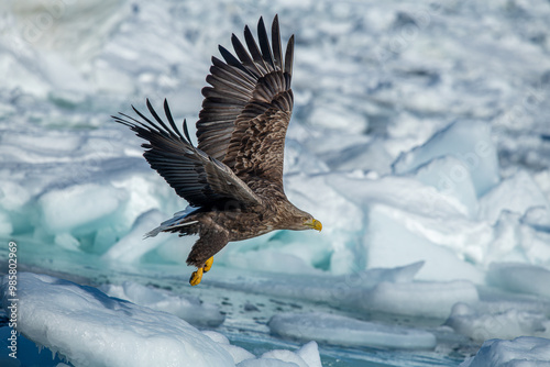 Obraz na płótnie White-tailed Eagle in a snowy environment in Japan w salonie