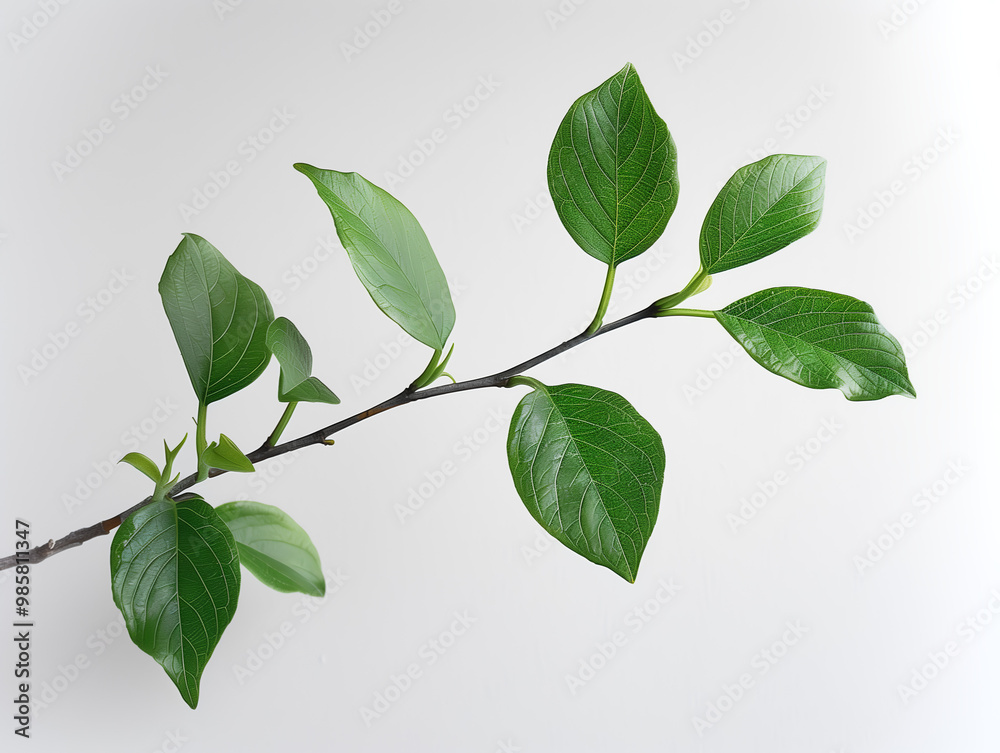 Fototapeta premium Branche avec des feuilles