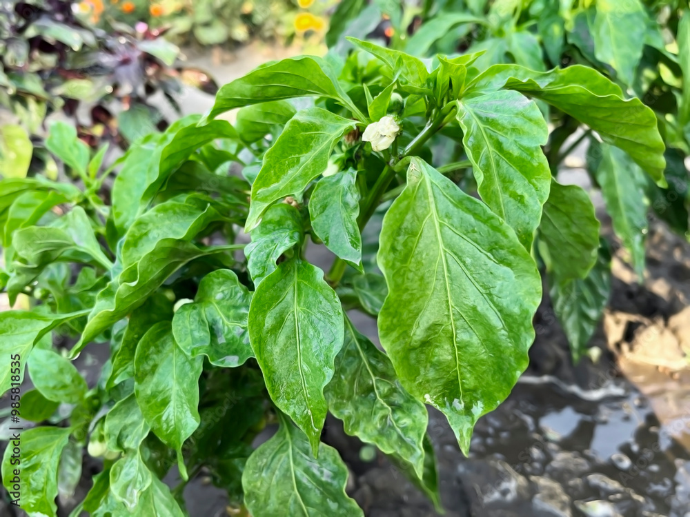 wet pepper bushes growing in the garden after watering wet pepper bushes growing in the garden after watering
