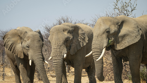 Photography Elephants in Namibia, Southern Africa