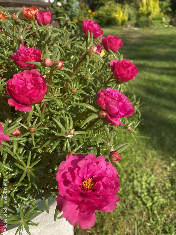 Portulaca with bright pink flowers growing in a pot under sunlight in a garden.
Portulaca with bright pink flowers growing in a pot under sunlight in a garden.