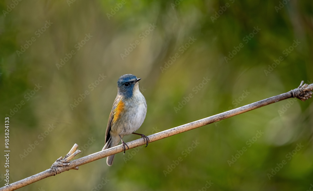 Blue-tailed Nightingale (Tarsiger cyanurus). Japan.