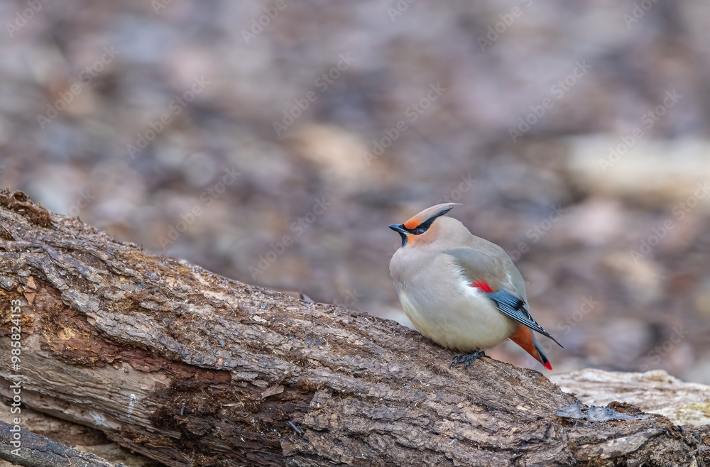 Bohemian Waxwing (Bombycilla garrulus) sitting on a tree branch in Japan.