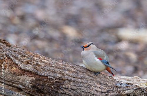 Obraz na płótnie Bohemian Waxwing (Bombycilla garrulus) sitting on a tree branch in Japan. w salonie