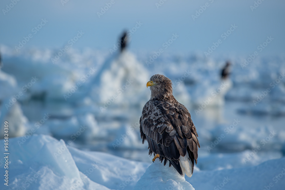 White-tailed Eagle in a snowy environment in Japan