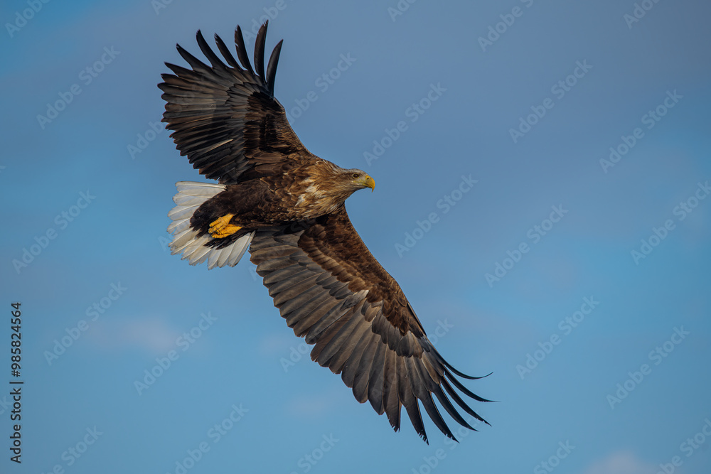 Obraz premium White-tailed Eagle in a snowy environment in Japan