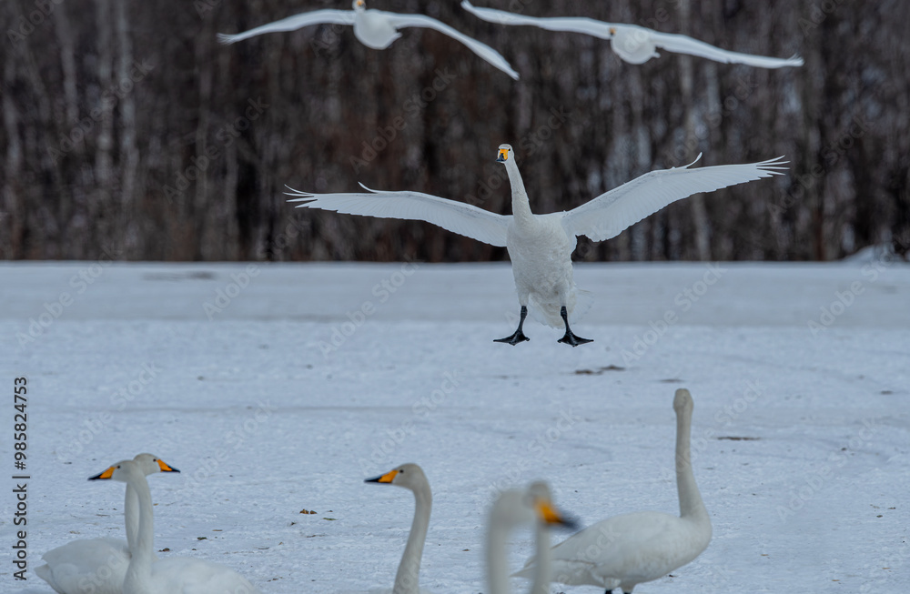 Swan birds (Cygnus cygnus) at Lake Kussharo in Hokkaido, Japan.