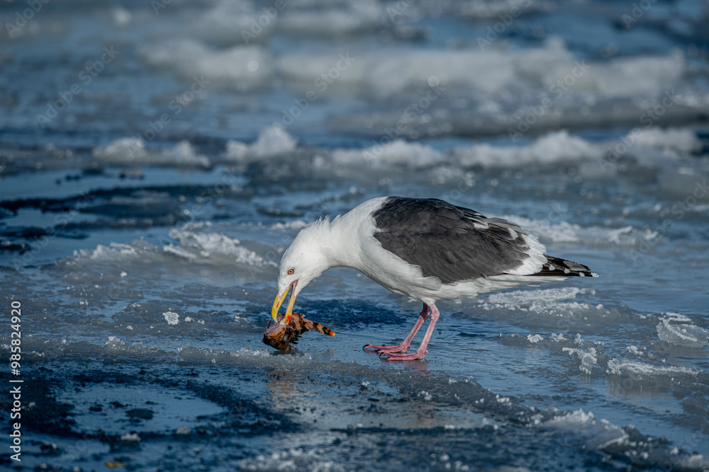Lesser Black-backed Gull.( Larus fuscus )