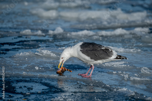 Obraz na płótnie Lesser Black-backed Gull.( Larus fuscus ) w salonie