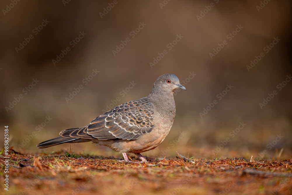 European turtle dove (Streptopelia turtur), japan.