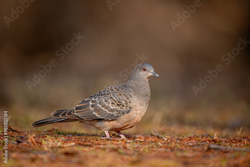 Obraz na płótnie European turtle dove (Streptopelia turtur), japan. w salonie