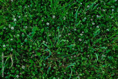 Green field of trimmed lawn, top view. Background from mown green grass with clover for publication, poster, calendar, post, screensaver, wallpaper, postcard, cover, website. High quality photo