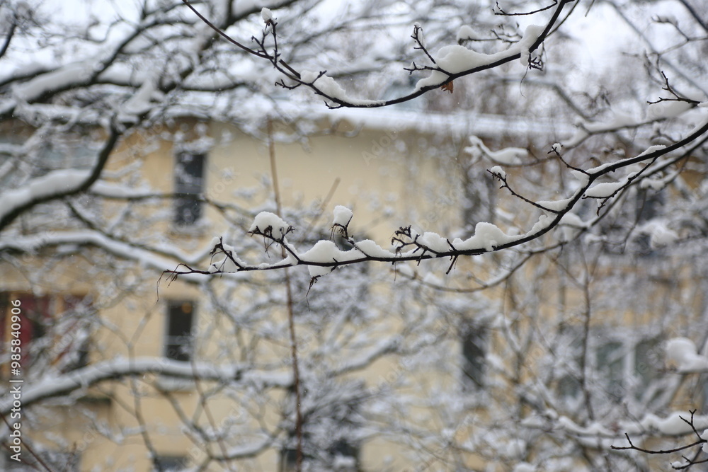 Winter tree snow weather cold Winter tree snow weather cold
