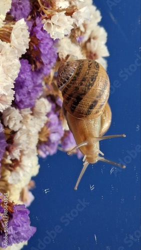 Background ,bannera snail is on the backg round blue sky with purple flowers. photo