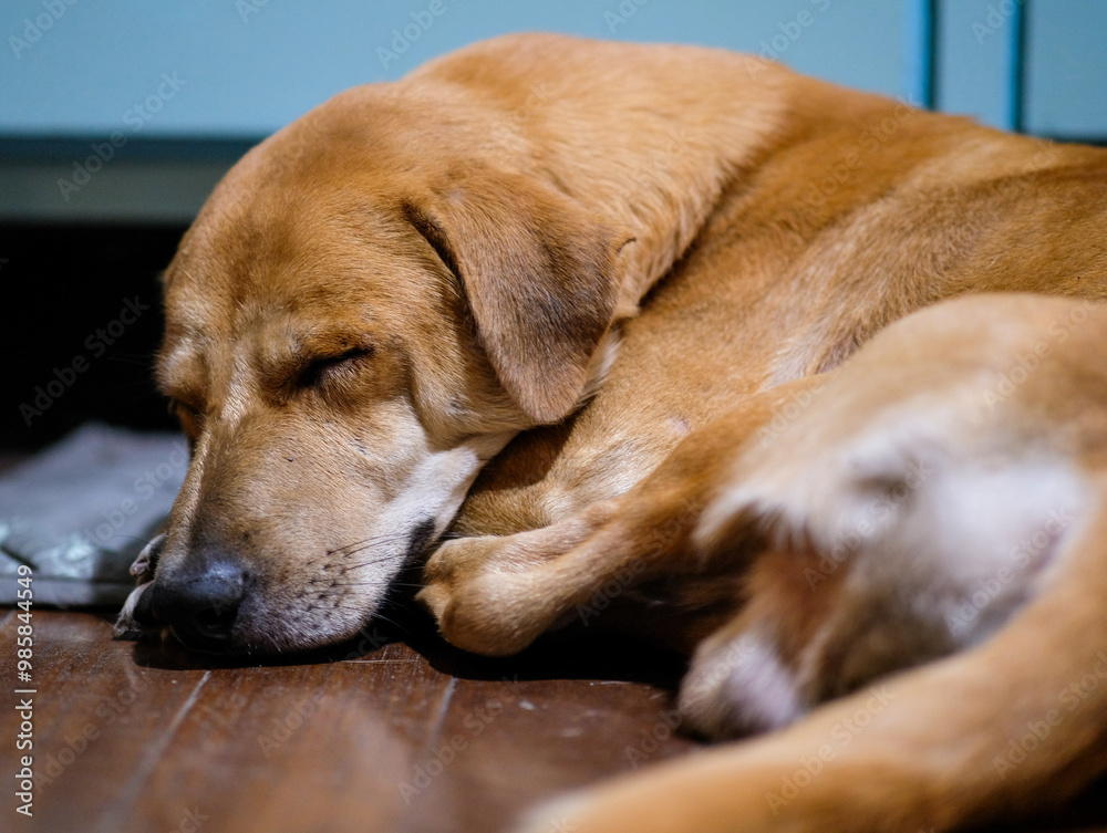 Brown dog sleeping on the wooden floor. Brown dog sleeping on the wooden floor.