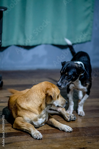 Canvas Print Brown and black dogs in the wooden floor.