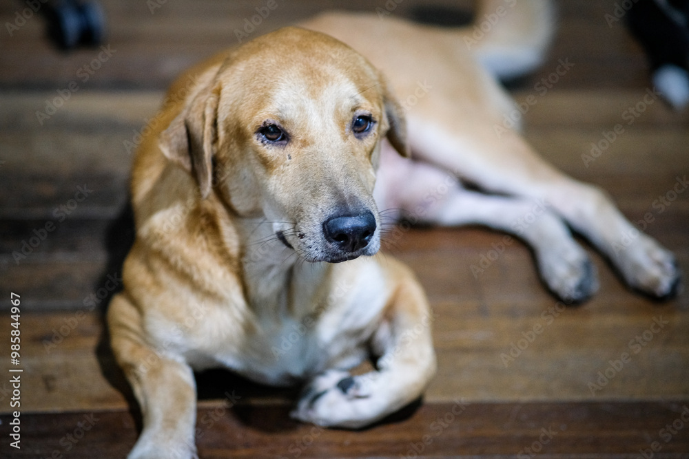 Brown dog resting in the wooden floor. Brown dog resting in the wooden floor.