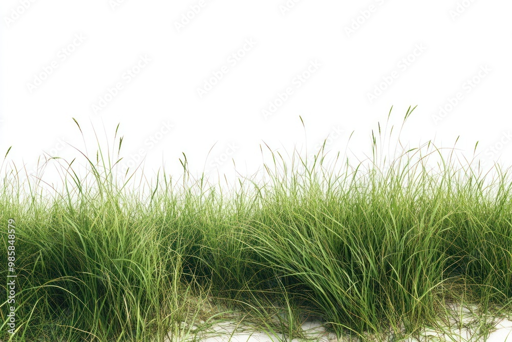 Fototapeta premium Lush grass background on solid white background, single object