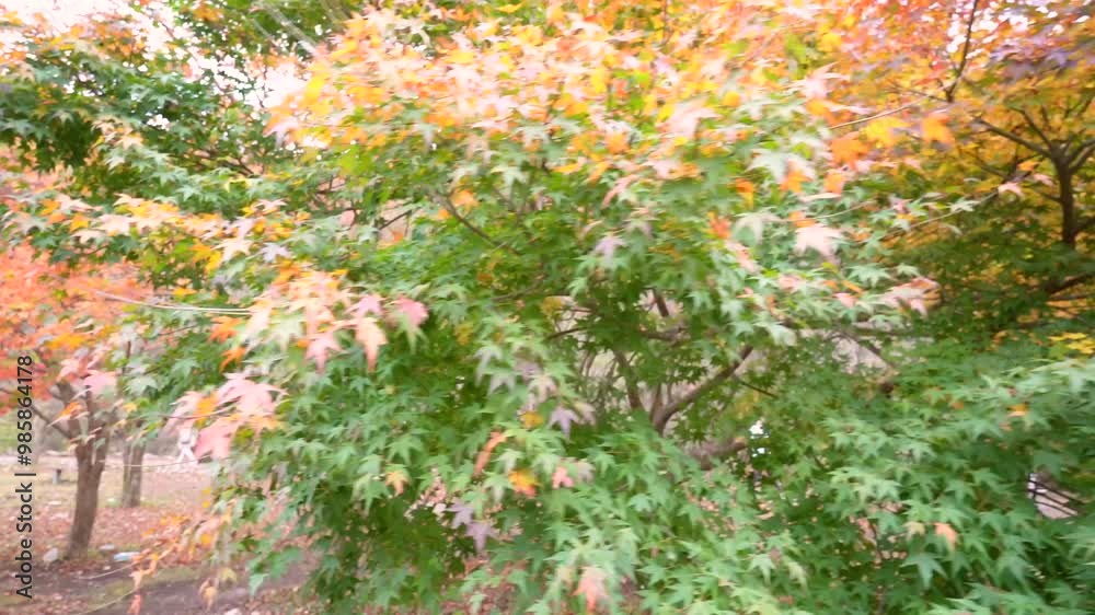 a vibrant autumn canopy with red and green leaves against a pale sky in Naejangsan National Park, Korea, highlighting the seasonal beauty. a vibrant autumn canopy with red and green leaves against a pale sky in Naejangsan National Park, Korea, highlighting the seasonal beauty.