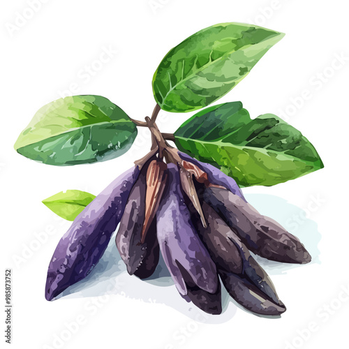 Watercolor illustration of Clove, isolated on a white background, and Clove vector