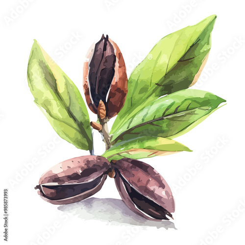 Watercolor painting of Clove, isolated on a white background, and Clove vector